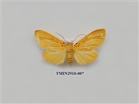 藏品(夜蛾3)的圖片